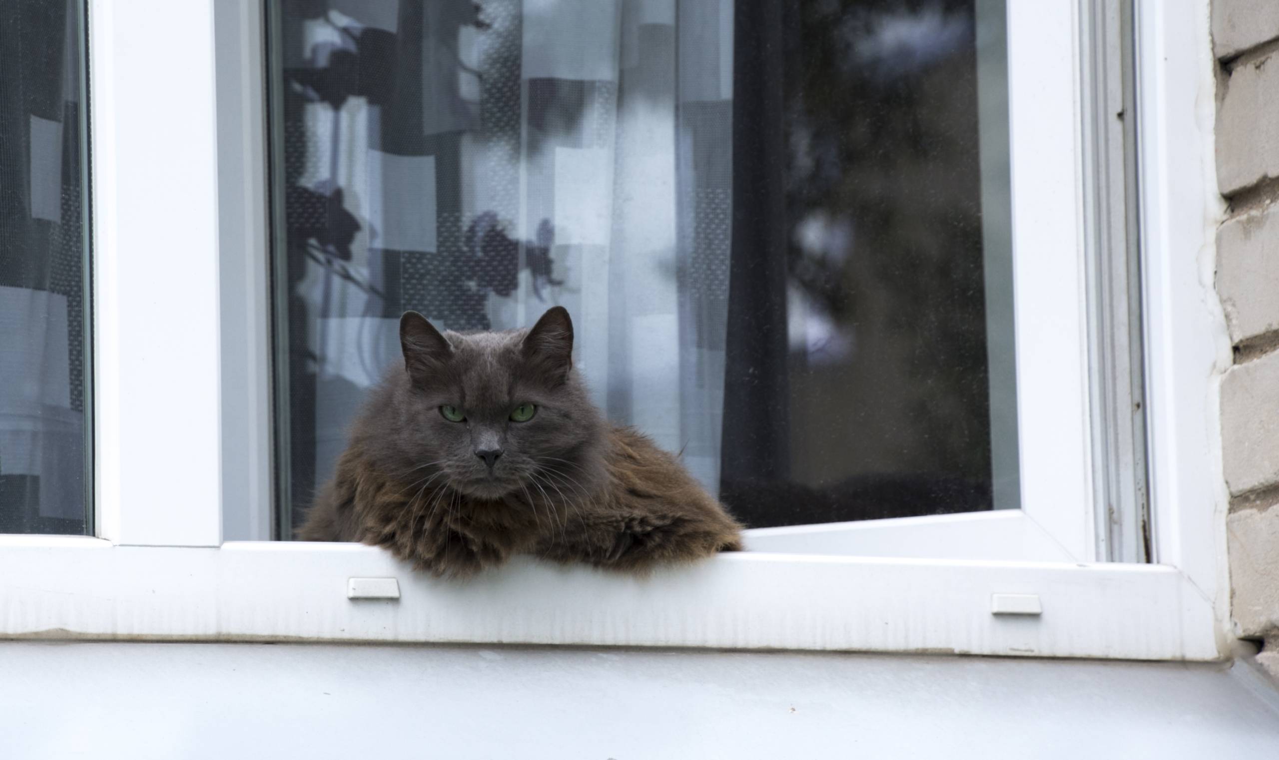 Een kat die uit het raam kijkt.